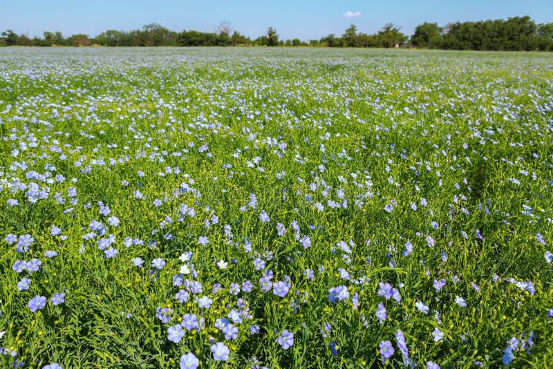 Поле льна в цвету фото 3,614 Blue Flax Field Stock Photos - Free & Royalty-Free Stock Photos from Dream