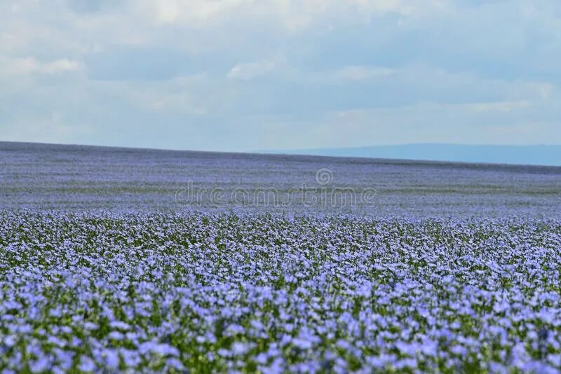 Поле льна в цвету фото Field of Flax, Linum Usitatissimum L. Stock Image - Image of linen, farming: 107