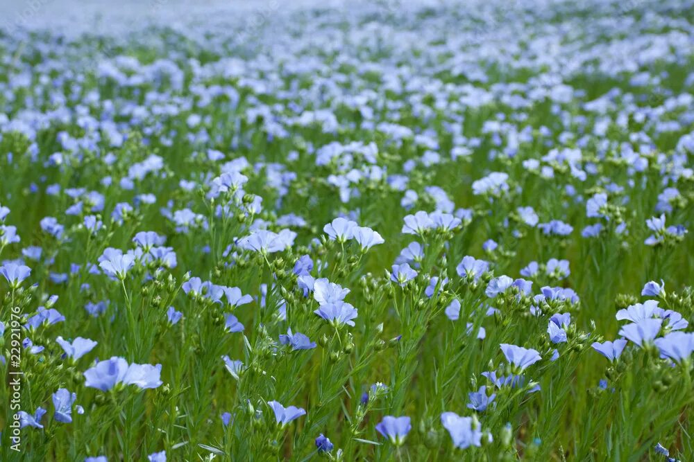 Поле льна в цвету фото blue flax field фотография Stock Adobe Stock