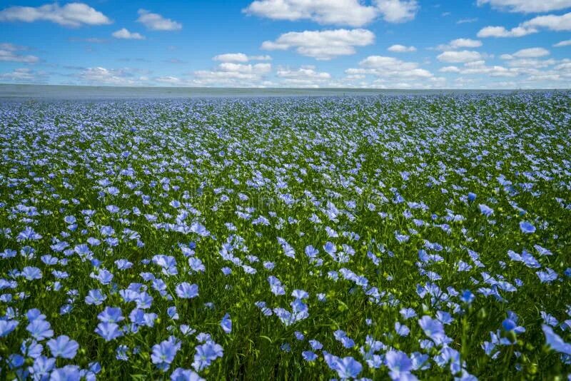 Поле льна в цвету фото Flax Flowers. Flax Field, Flax Blooming, Flax Agricultural Cultivation Stock Ima