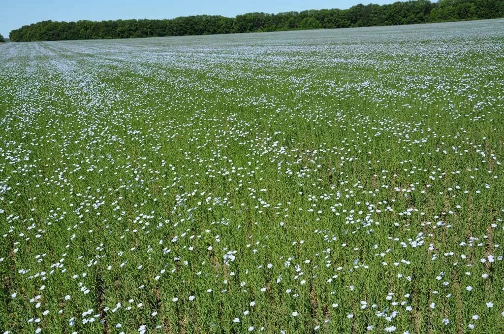 Поле льна в цвету фото Agrozentr - On the fields of ZAO Artel, Kursk oblast, June, 2015 - Agrozentr