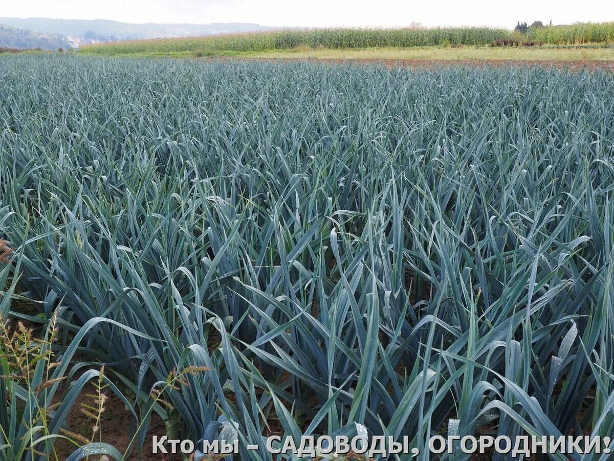 Поле лука фото Лук порей. Я очень долго отказывалась от этого сорта лука, а он оказался уникаль