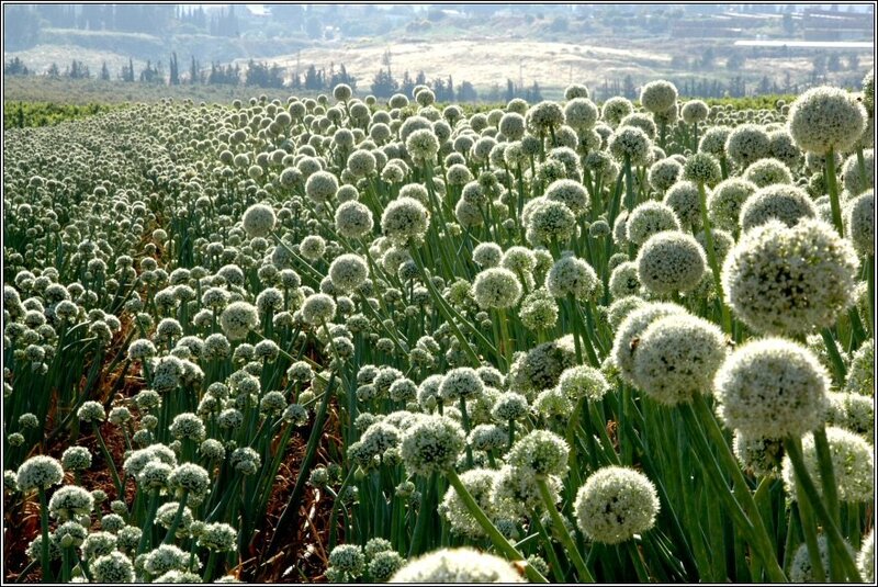 Onion field stock photo. Image of agriculture, earth - 12818506