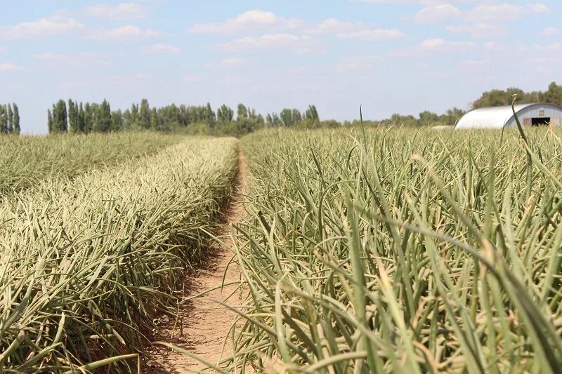 Поле лука фото Новость: Волгоград: эксперименты на луковом поле Щелково Агрохим