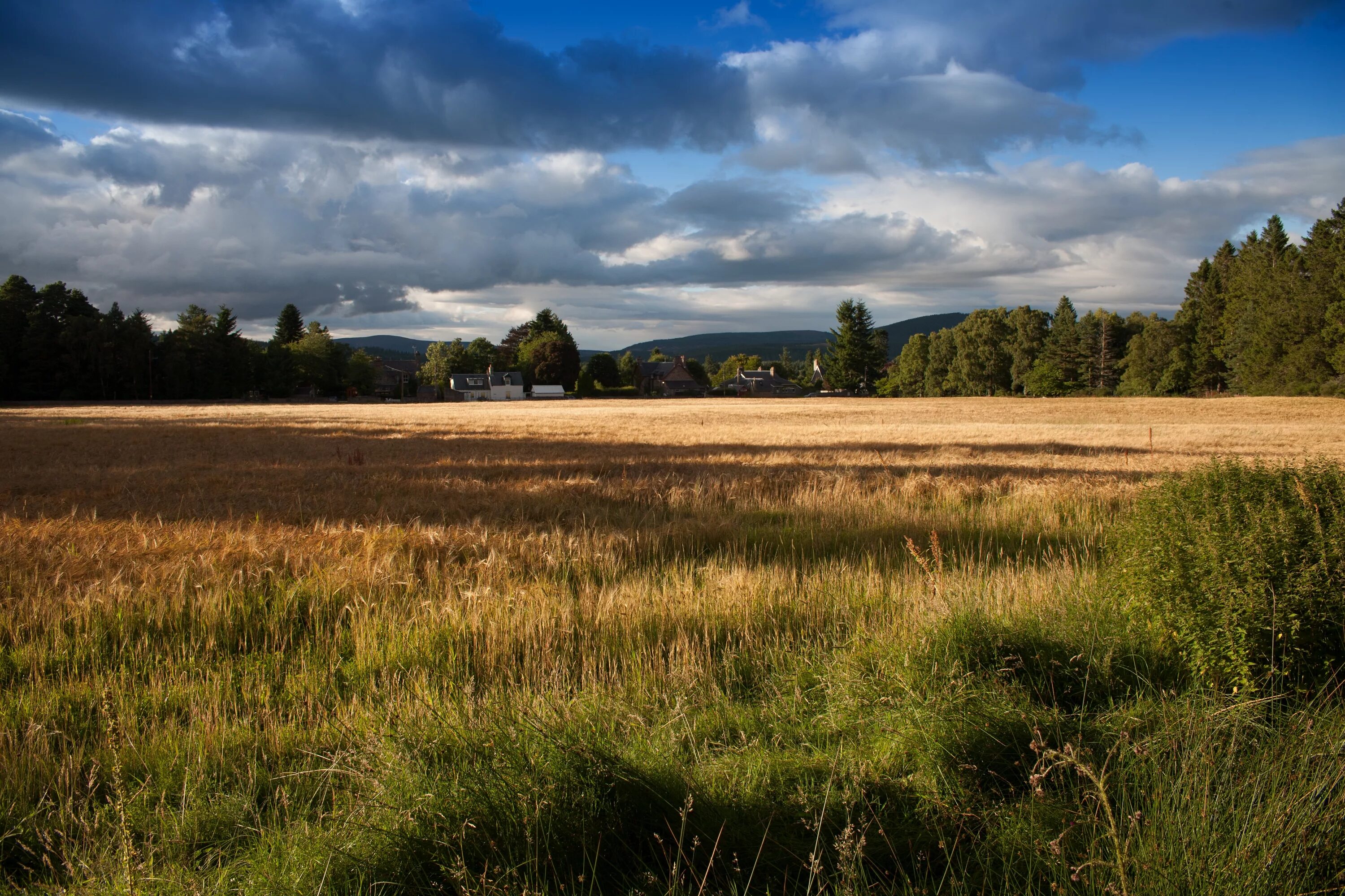 Поле любительское фото Free Images : landscape, tree, nature, horizon, marsh, wilderness, mountain, clo