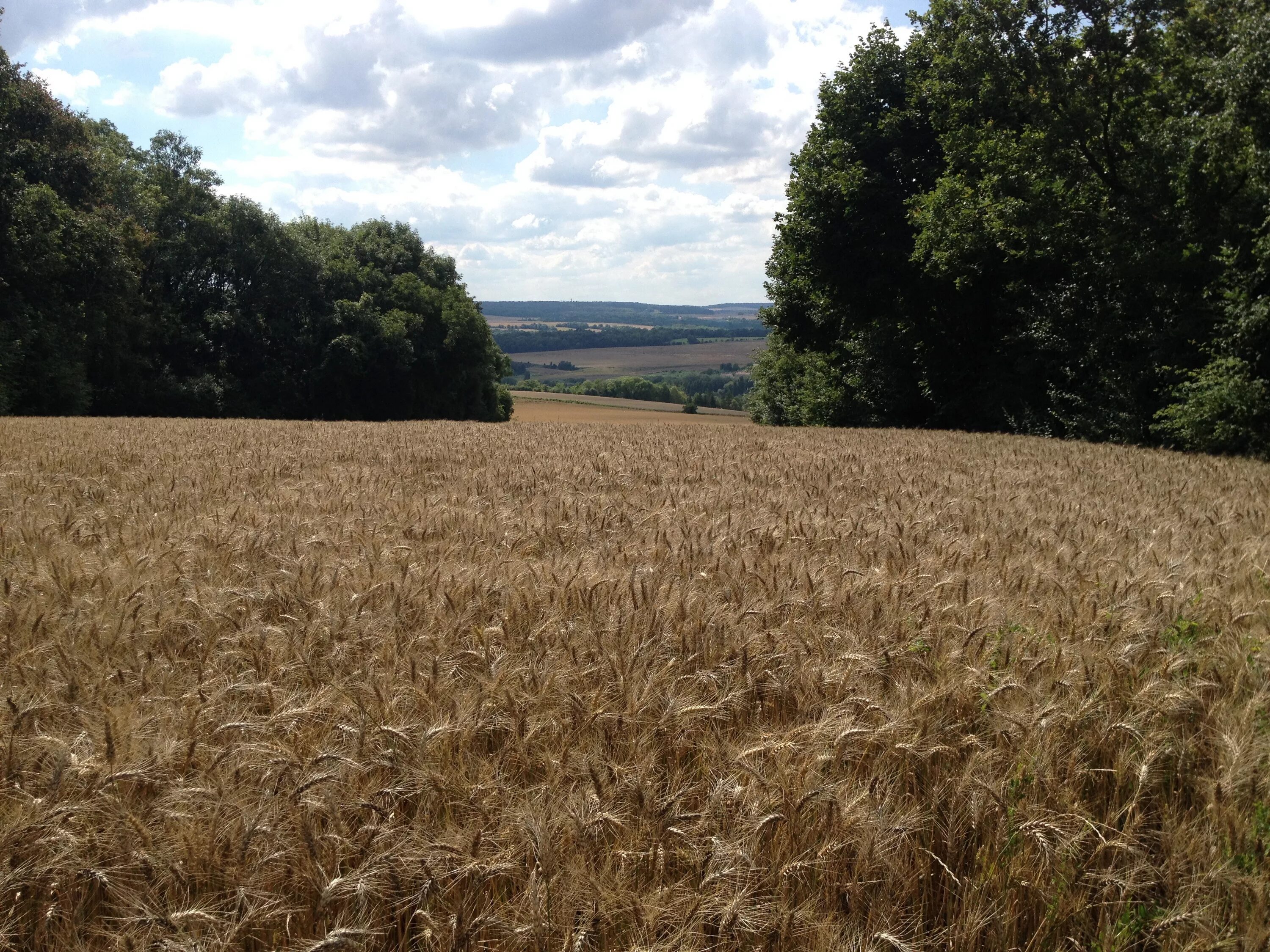 Поле любительское фото Free Images : field, farm, meadow, wheat, prairie, crop, pasture, soil, agricult