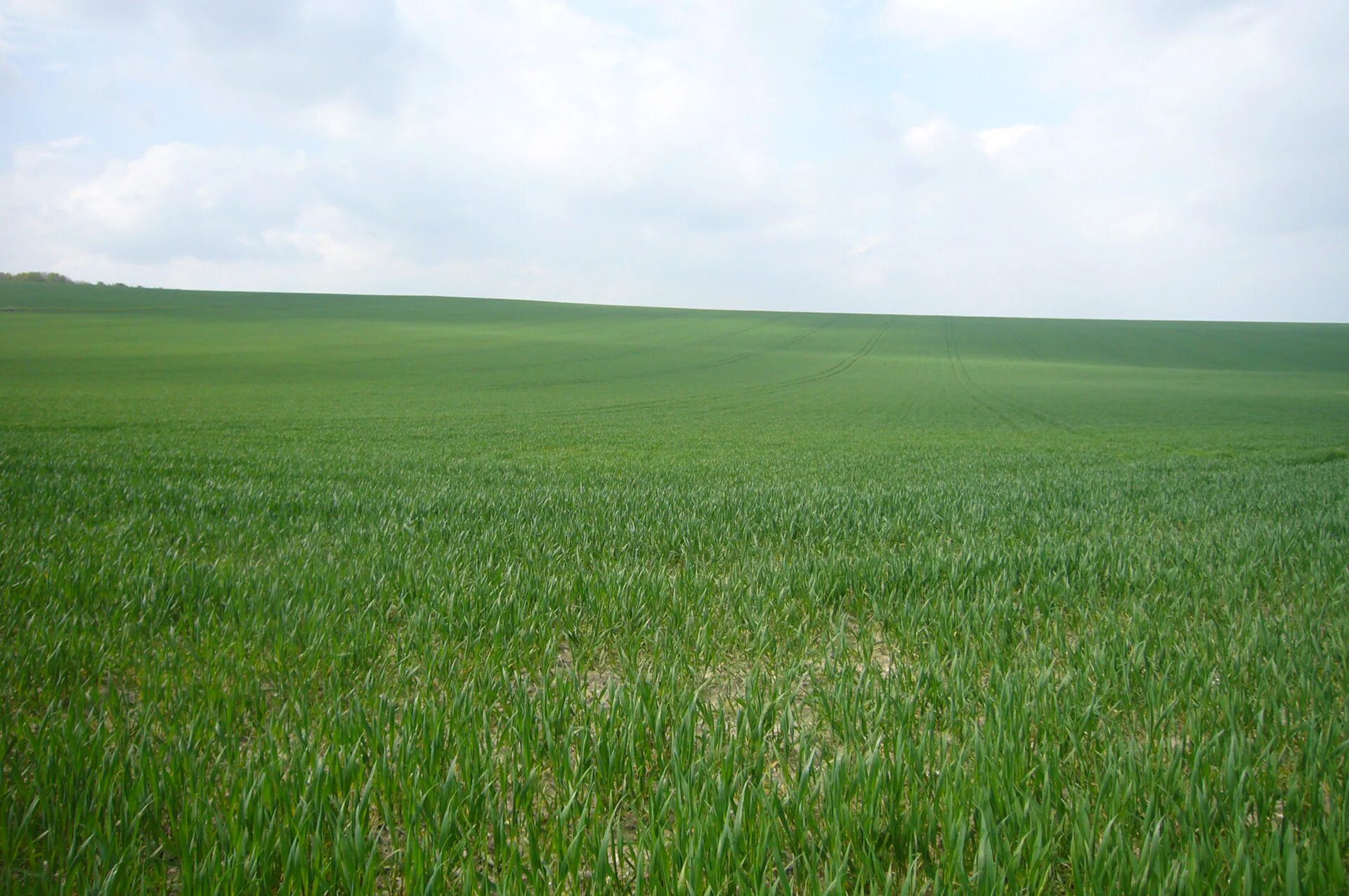 Поле любительское фото Edit free photo of Field,grass,crop,wheat,sky - needpix.com