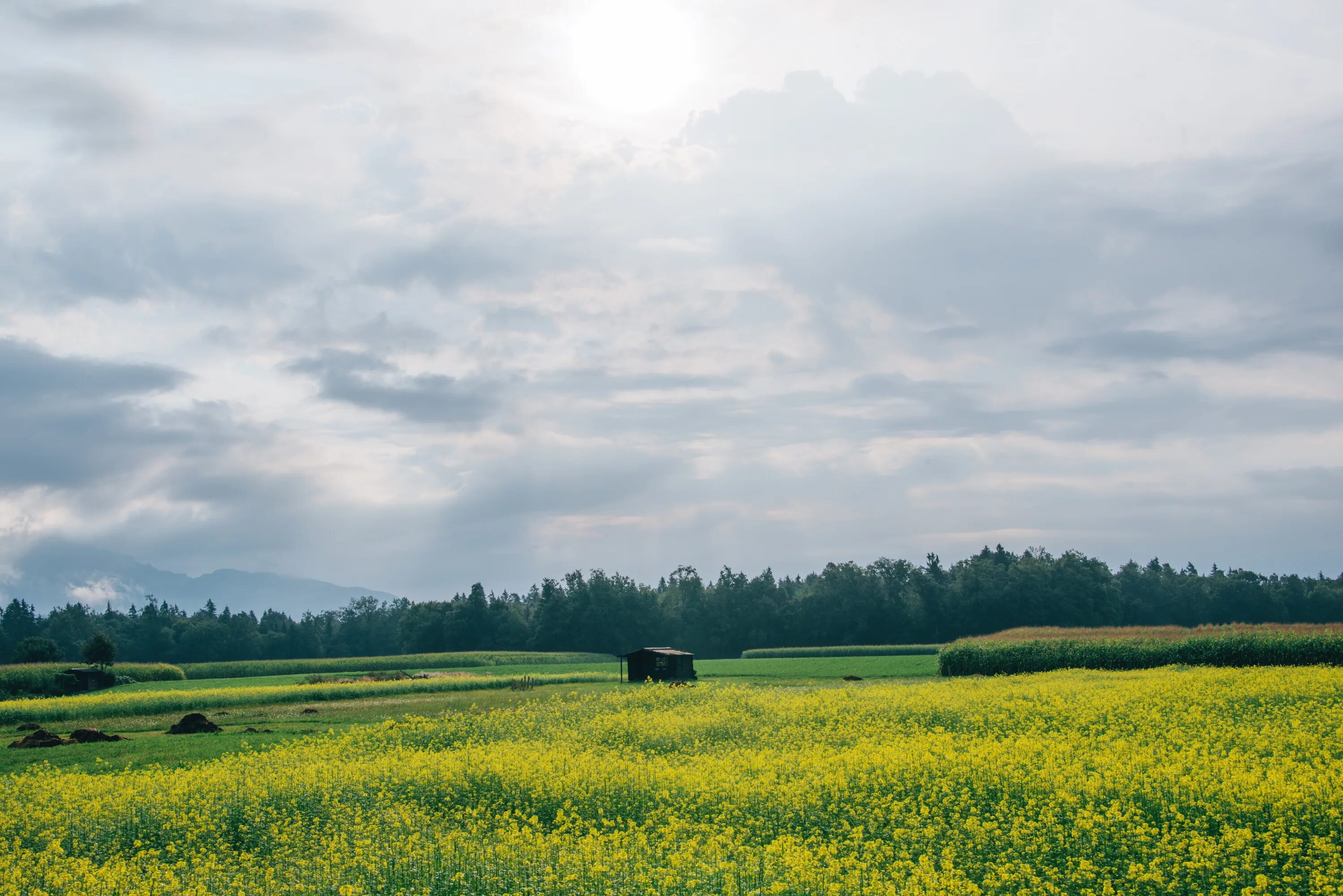 Поле любительское фото File:Yellow meadow and a cabin (Unsplash).jpg - Wikimedia Commons