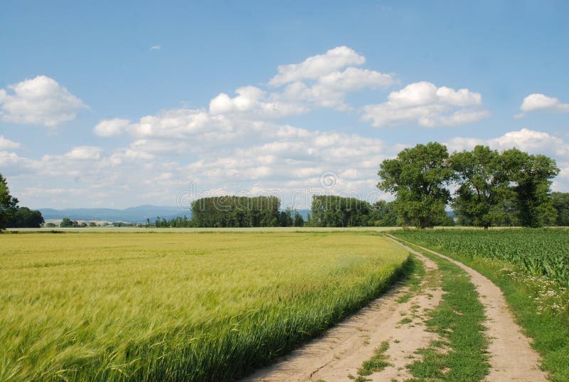 Поле любительское фото Sky, Field, Farm, Cloud Picture. Image: 132273870