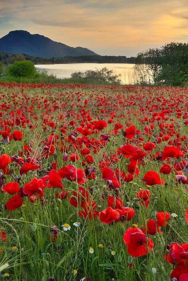 Поле маков фото παπαρουνες πινακεσ - Αναζήτηση Google Nature photography, Poppy field, Poppies