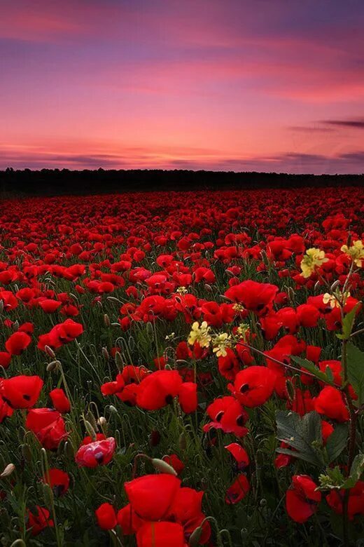 Поле маков фото красивые Poppy Field Sunset, England Campos de amapolas, Paisajes, Amapolas rojas