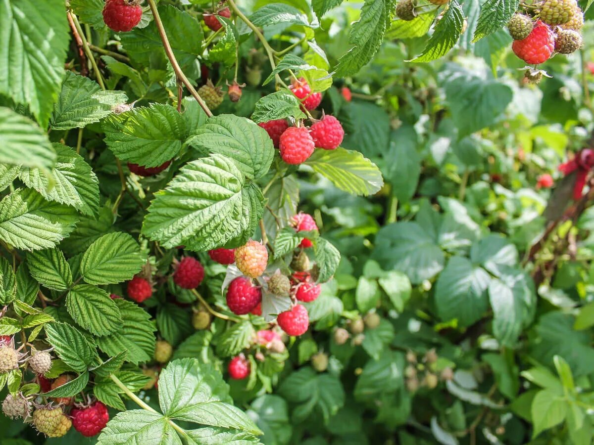 Поле малины фото Малина (Rubus idaeus) - купите саженцы в контейнере в Краснодаре - Прекраснодар 