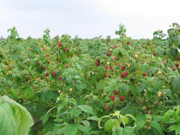 Поле малины фото Рассада клубники и малины, голландские сорта , Гродно, продажа Рассада Гродно, ц