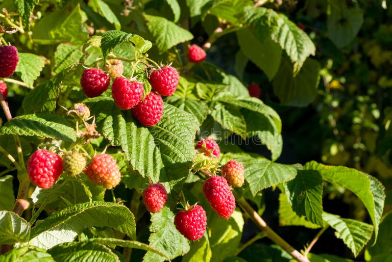 Поле малины фото Closeup of Raspberry Branch with Ripe Berries in Sunlight. Shallow Depth of Fiel