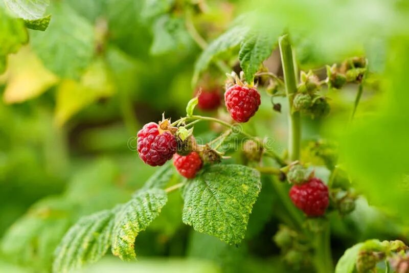 Поле малины фото Raspberry bush stock image. Image of sweet, plants, harvesting - 20124143