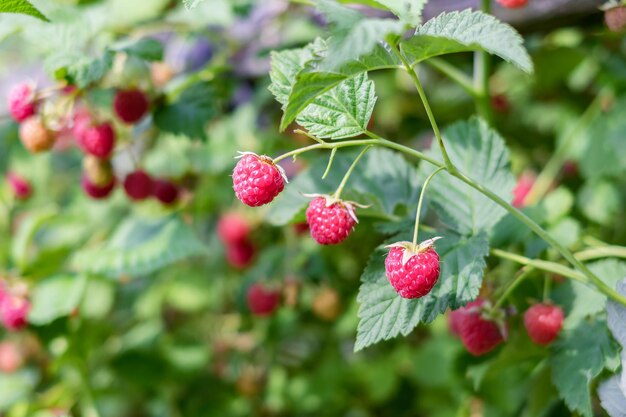 Поле малины фото Berries Growing Изображения - скачать бесплатно на Freepik