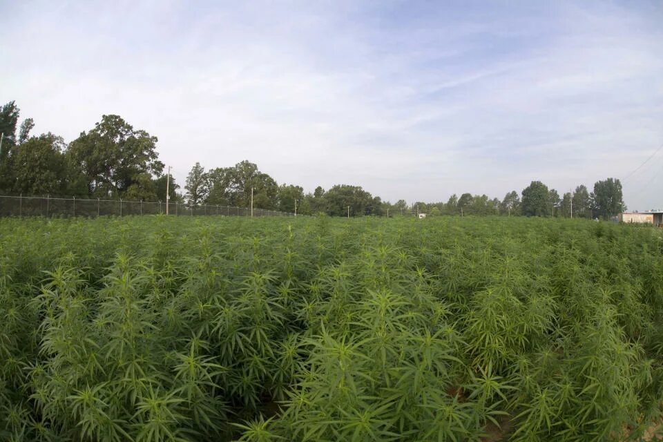 Поле марихуаны фото US growing largest crop of marijuana for research in 5 years