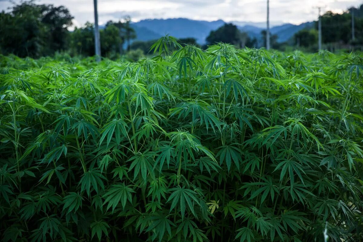 Поле марихуаны фото Hemp Spinoff Aims to Raise $50m and List on Nasdaq This Year - Bloomberg