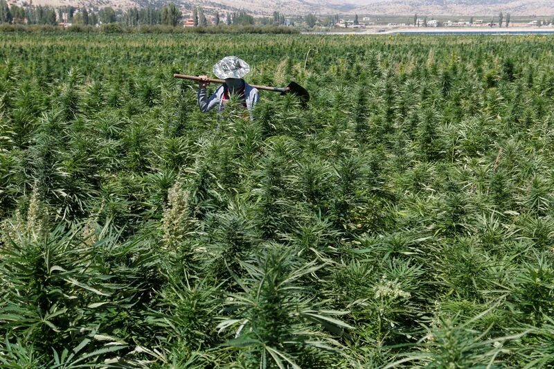 Поле марихуаны фото Lebanese cannabis farmers hope legalization may bring amnesty By Reuters