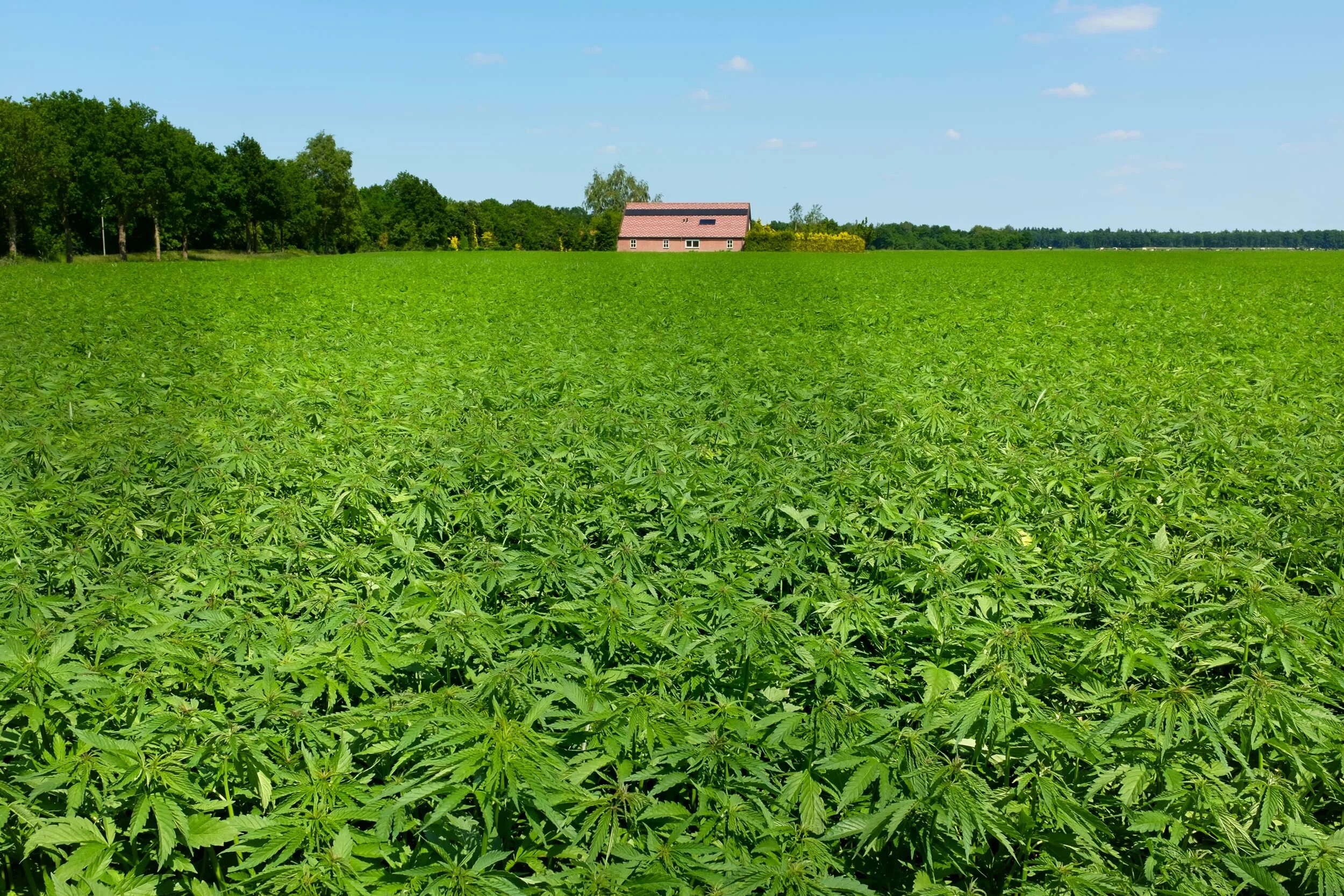 Поле марихуаны фото Can Hemp Bring Back the Economy in Appalachian Virginia? UVA Today