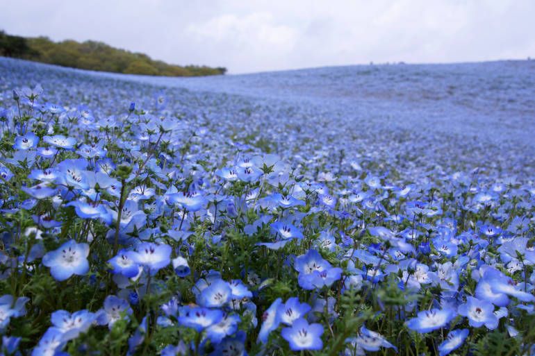 Поле незабудок фото 5 Spring Flower Festivals Around Tokyo Tokyo Cheapo Champ de fleurs, Visiter le 