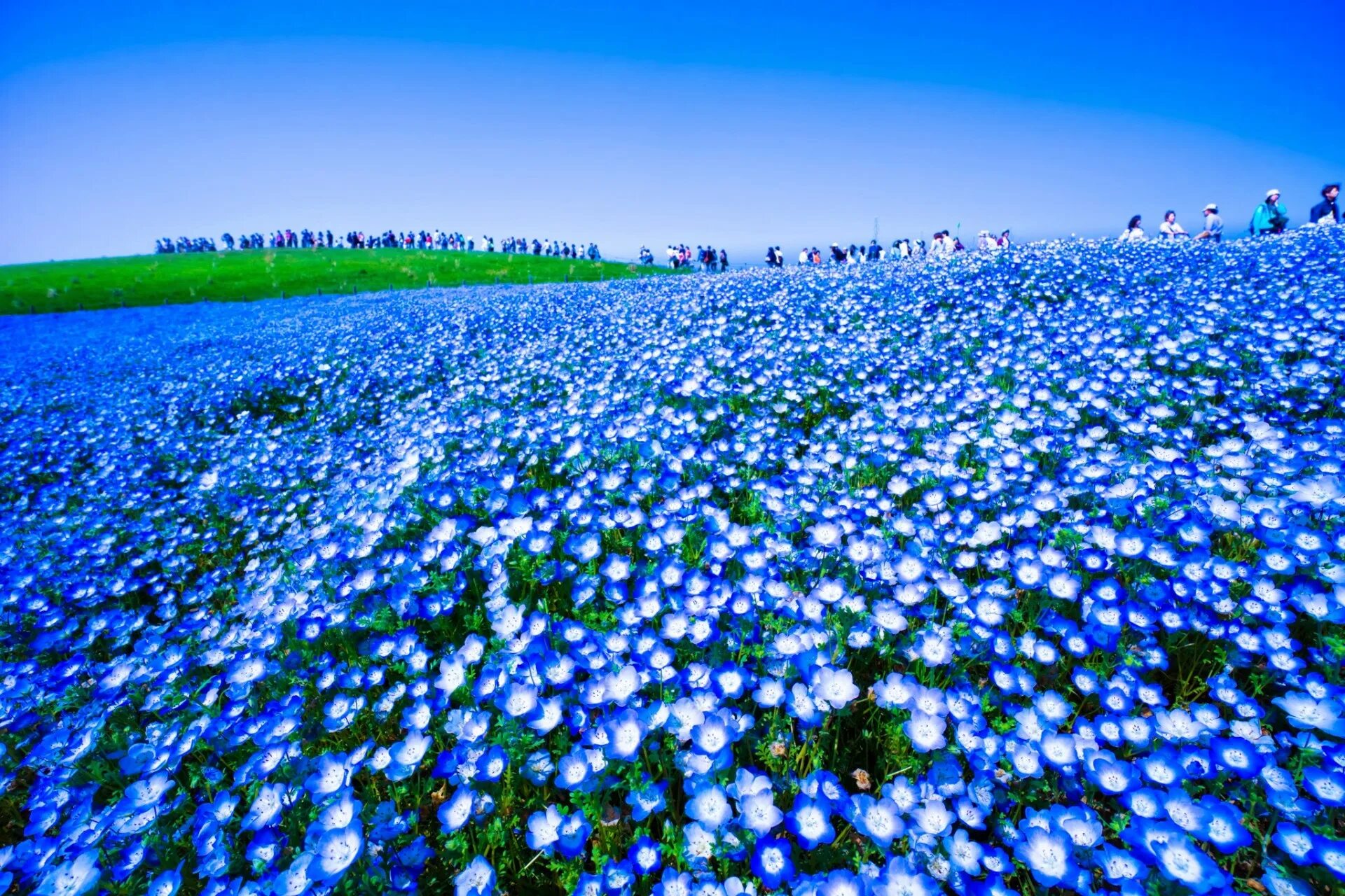 Поле незабудок фото Hitachi Seaside Park - Stunning Floral Wonderland