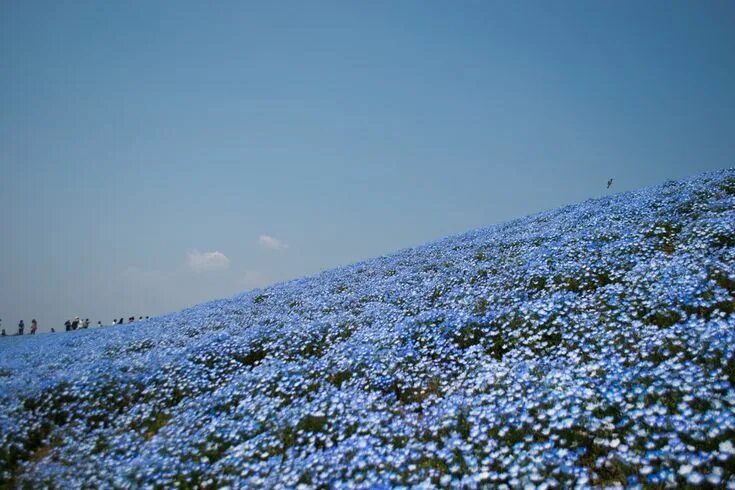 Поле незабудок фото 13 Beautiful Fields of Flowers Around the World