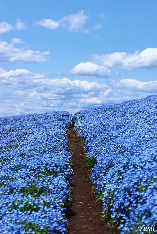 Поле незабудок фото blue is the colour that i love Beautiful landscapes, Nature photography, Beautif