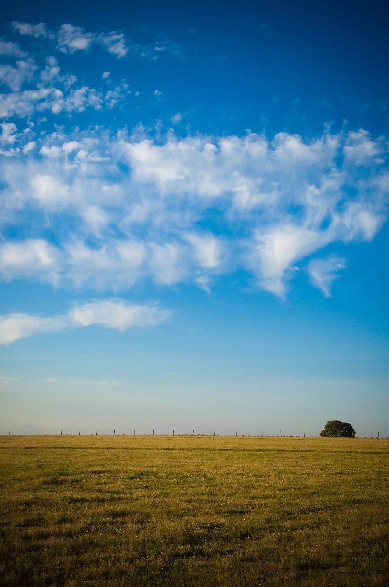 Поле облака фото Free Images : landscape, tree, nature, horizon, cloud, sky, sun, sunrise, sunset