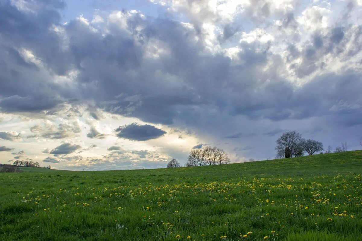 Wallpaper greens, field, the sky, clouds, sunflower, Russia, rodnye prostory for