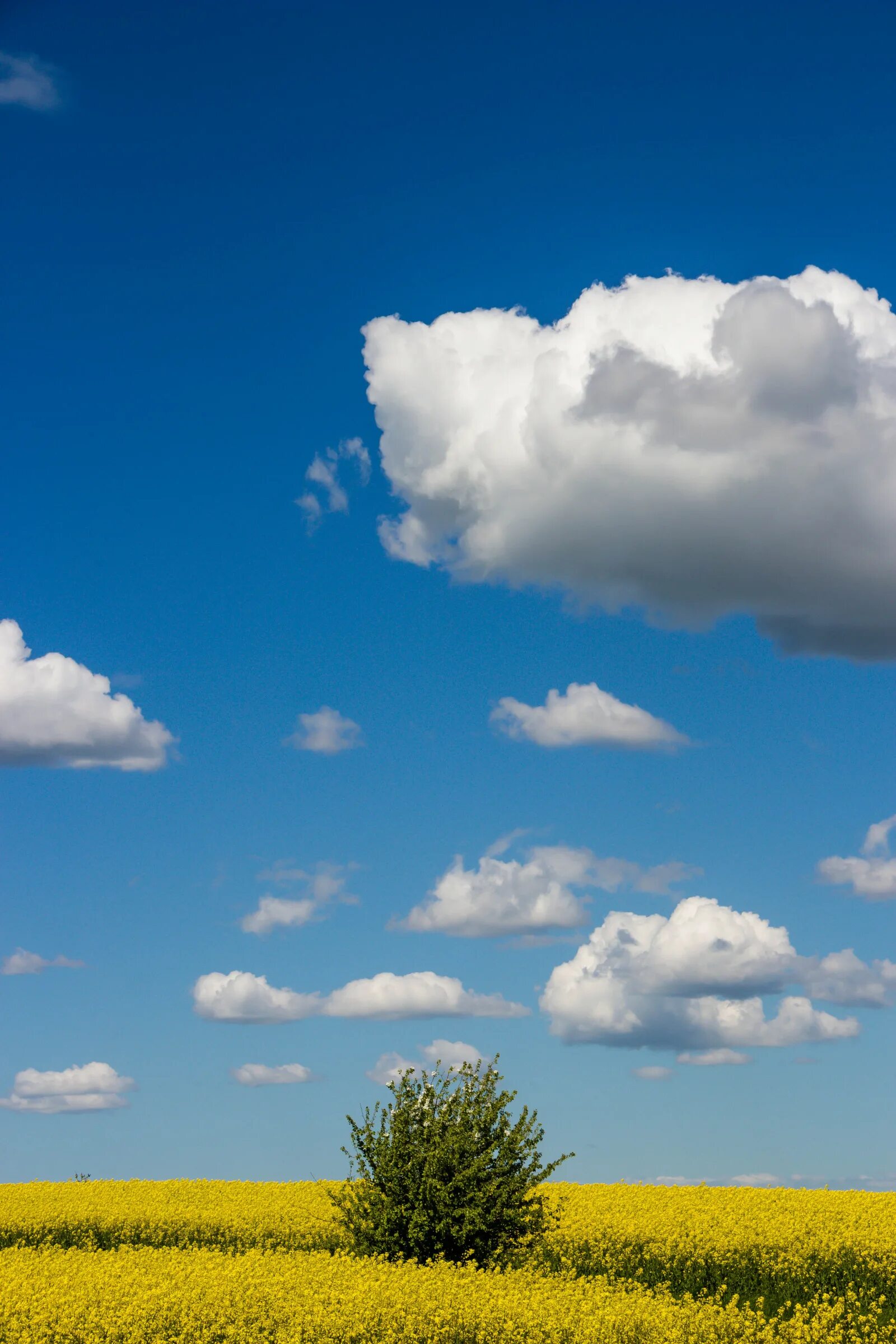 Поле облака фото Wallpaper : sunlight, landscape, sky, field, horizon, Rapeseed, cloud, flower, g