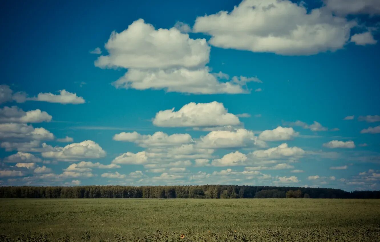 Поле облака фото Wallpaper greens, field, the sky, clouds, sunflower, Russia, rodnye prostory for