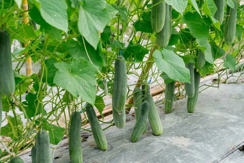 Поле огурцов фото Field Green Cucumber Plant for Harvest on Bed Stock Image - Image of growth, flo