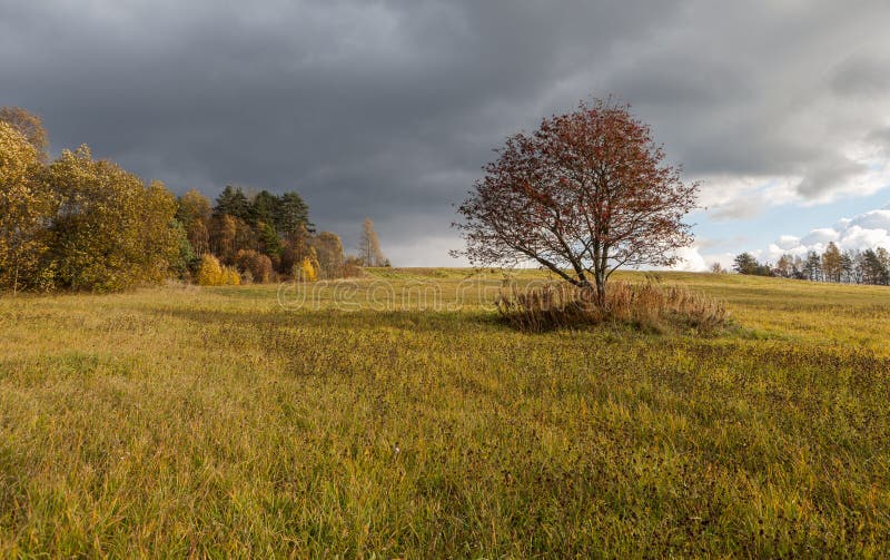 Поле осенью фото Single Tree in the Autumn Field. Stock Photo - Image of autumn, natural: 5064286