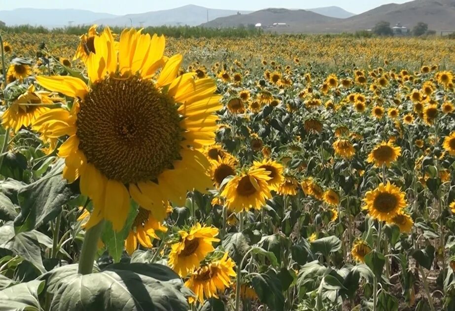 Поле подсолнечника фото Нестабильная погода и нехватка воды снизили урожайность полей подсолнечника ФОТО