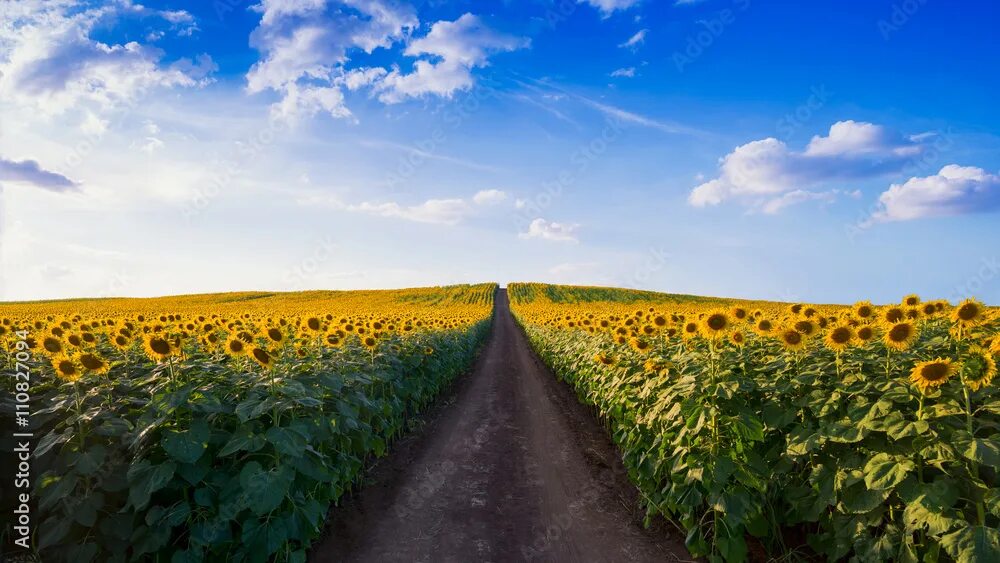 Поле подсолнечника фото Pathway In Sunflower field Stock Photo Adobe Stock