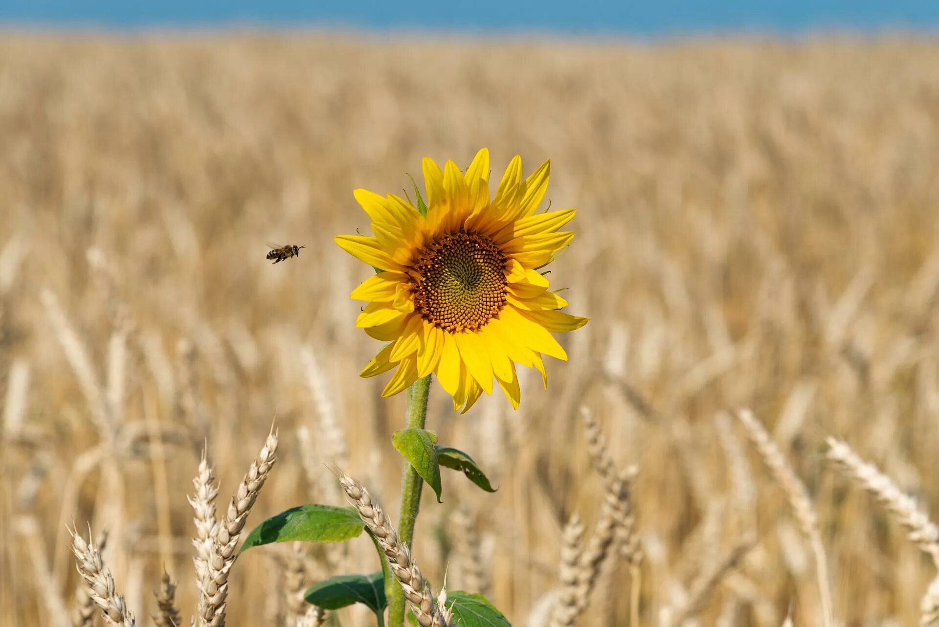 Поле подсолнечника фото Agriculture and soil biodiversity IUCN