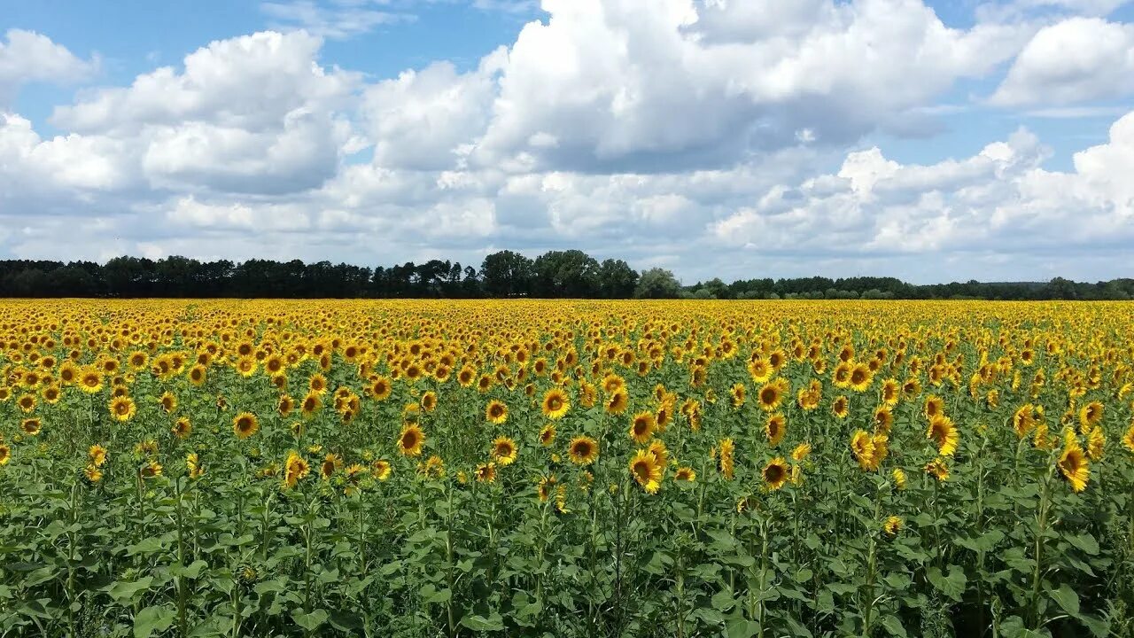 Поле подсолнечника фото Beautiful Sunflower Field Beside Mountain Duarsini ; West Bengal - YouTube