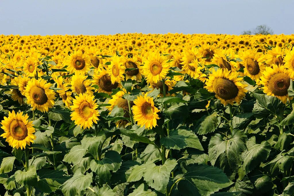 Поле подсолнечника фото Field of sunflowers in Allegan County Near Chicora, Allega. Flickr