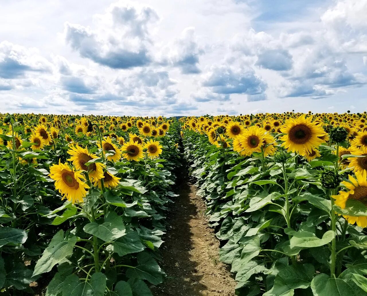 Поле подсолнечника фото Перейти на страницу с картинкой