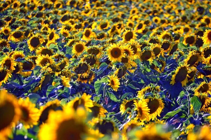 Поле подсолнухов фото Yellow sunflower field stock photo. Image of leaf, ground - 120705982