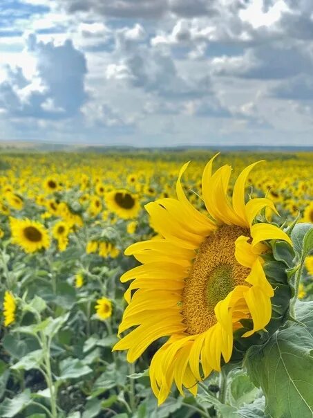 Поле подсолнухов фото Пригород Нижнекамска. Поле с подсолнухами. Магия лета. 2023 Новости Нижнекамска 