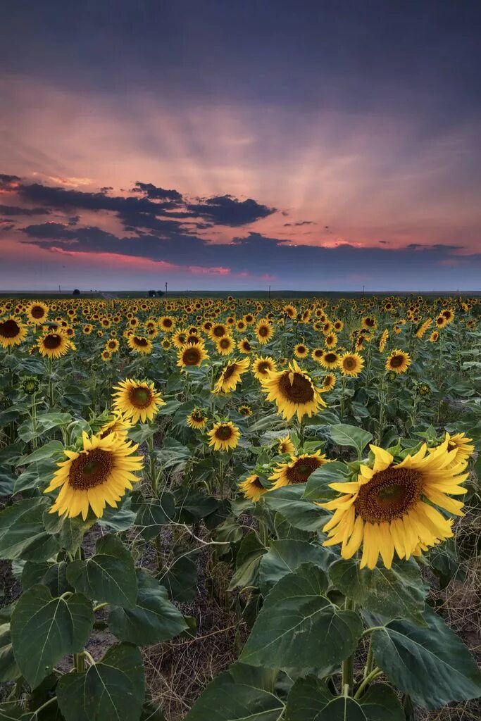 Поле подсолнухов фото ❀ ✿ ❀ ✿ ❀ Sunflower fields, Sunflower photography, Sunflower wallpaper