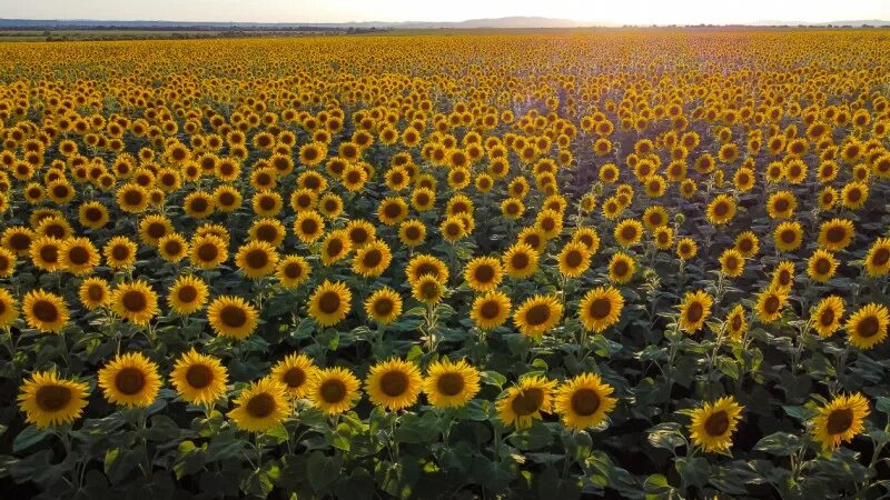 Download wallpaper 1600x1200 sunflowers, grass, sky, summer standard 4:3 hd back