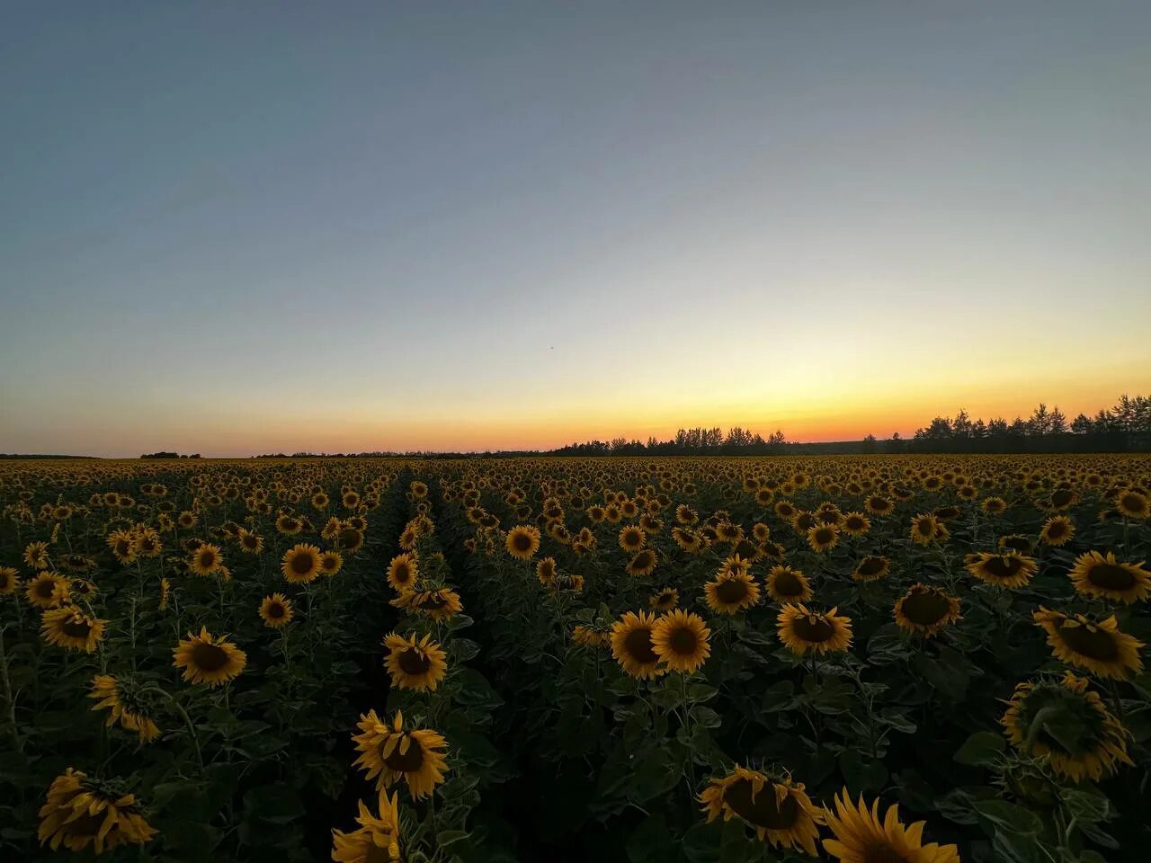 Поле подсолнухов фото реальные Подсолнухи на рассвете - фото онлайн на oir.mobi