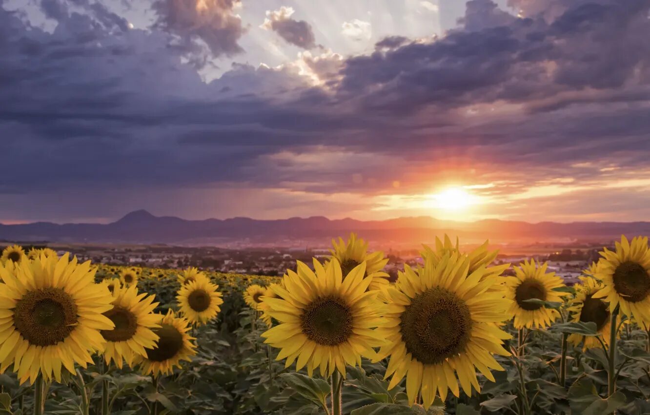 Поле подсолнухов фото в хорошем качестве Wallpaper summer, the sky, the sun, clouds, light, sunflowers, sunset, flowers f