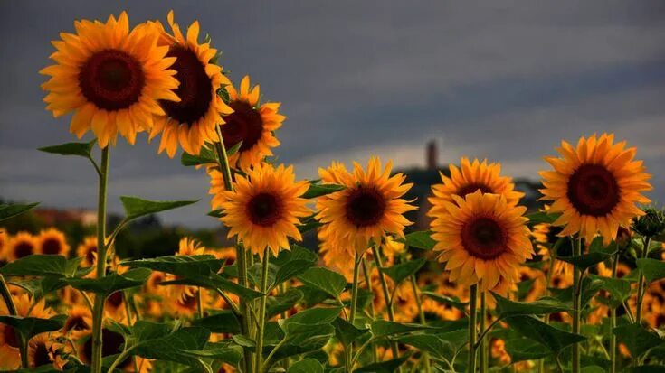 Поле подсолнухов фото в хорошем качестве Download Sunflower Wallpaper Sunflower wallpaper, Flower desktop wallpaper, Sunf