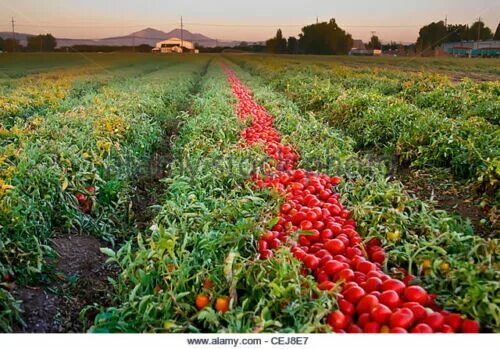 Поле помидоров фото ВКУСНЫЕ КРАСНЫЕ семена томатов Floradade без ГМО реликвия открытые опыляемые EZ 