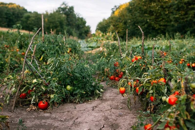 Поле помидоров фото Plantation of Organic Tomatoes Stock Photo - Image of outdoors, leisure: 5869466