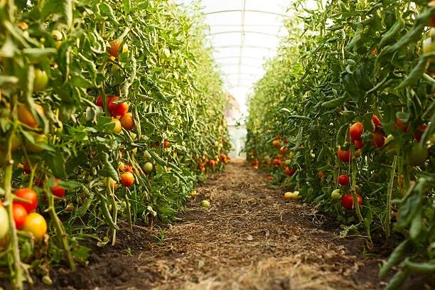 Поле помидоров фото Royalty Free Tomato Farm Pictures, Images and Stock Photos - iStock